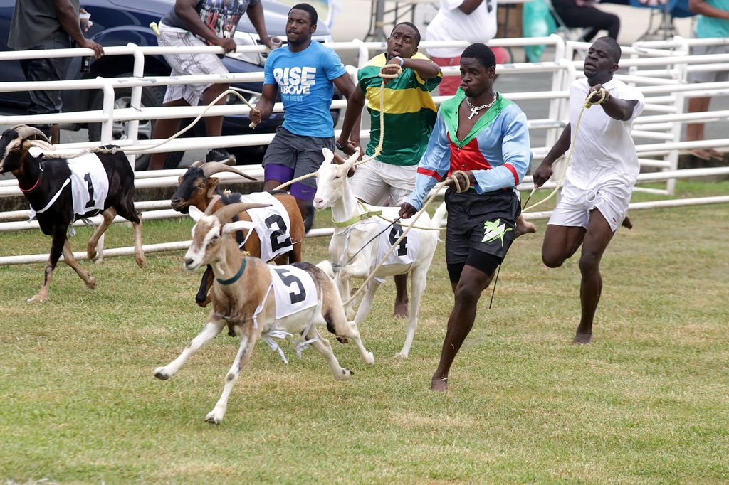 Goat Racing At Buccoo – Tobago House Of Assembly